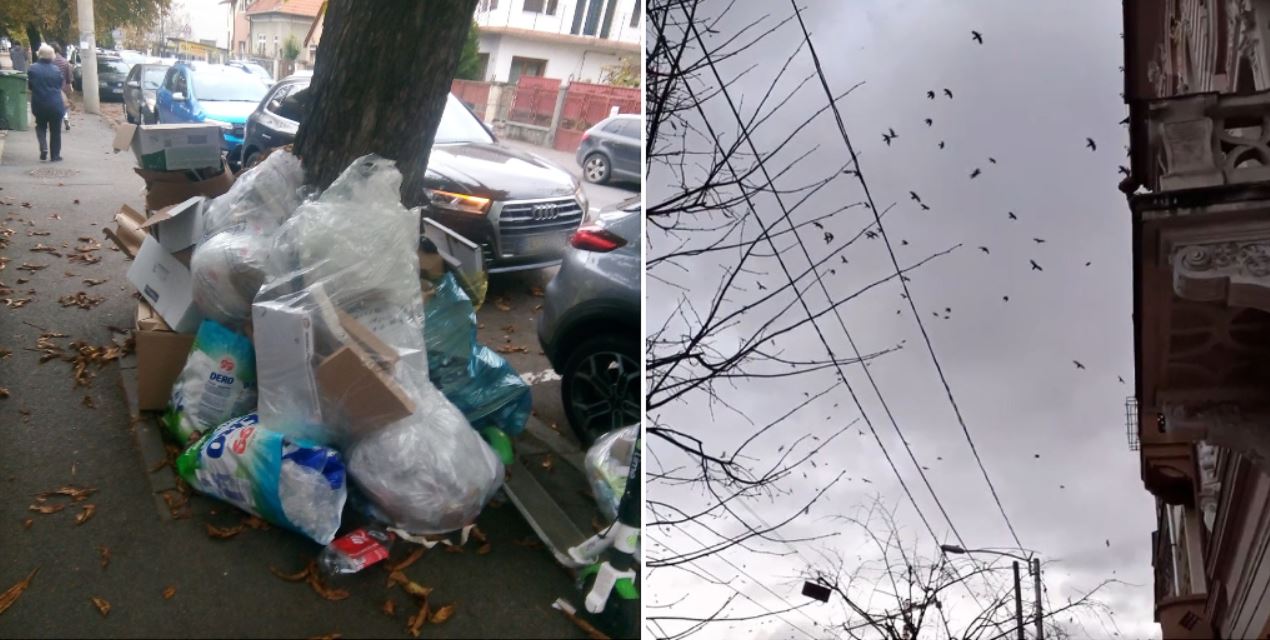 Invazie de ciori și gunoaie în cartiere vîn Cluj-Napoca / Foto 1: Cartierul Gheorgheni Facebook - Foto 2: captură ecran - video Facebook