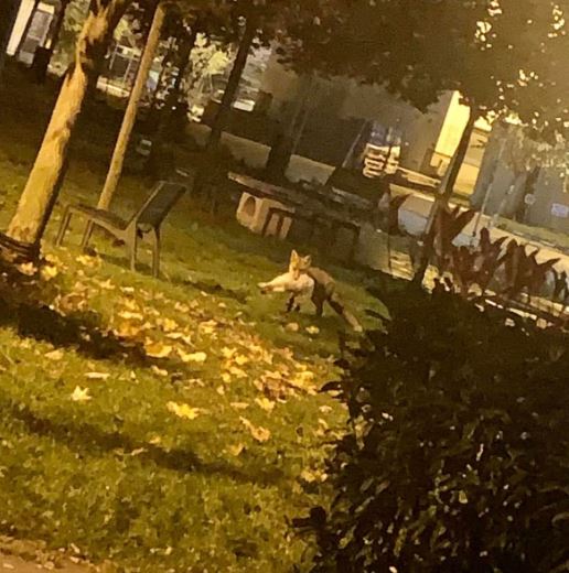 O pisică a fost surprinsă cu o pisică în gură în cartierul Între Lacuri / Foto: Claudiu Olenici - Facebook