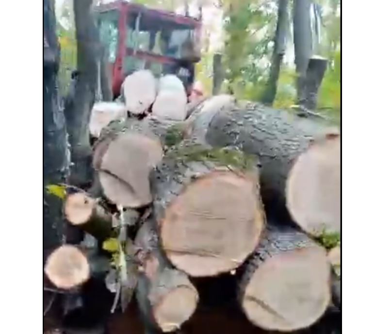 Pădurar bătut pentru că a confiscat o cantitate de lemne în urmă cu doi ani /Foto: arhivă