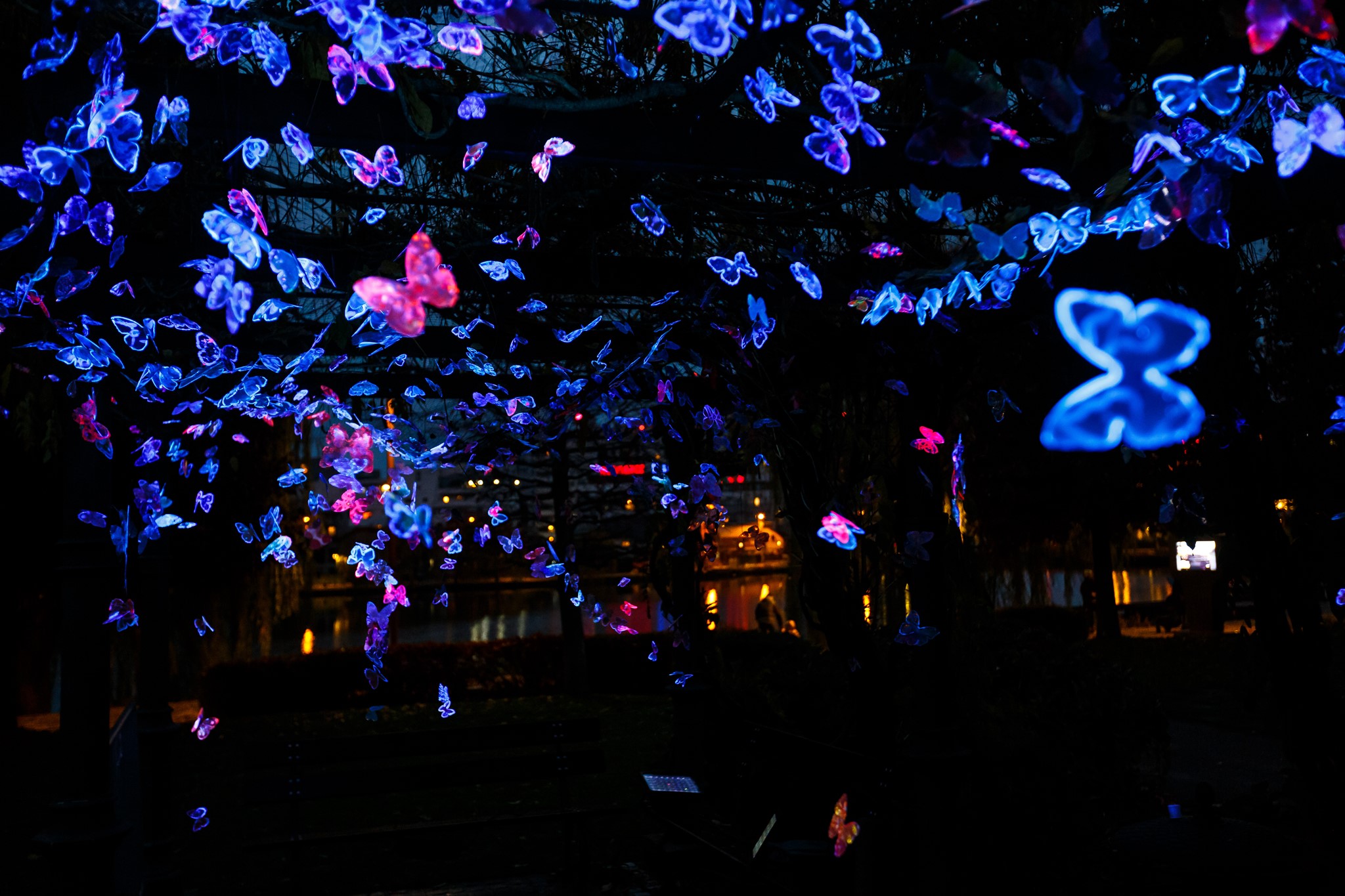 Instalația de lumini Butterfly Cluster. FOTO: Facebook/ Municipiul Cluj-Napoca
