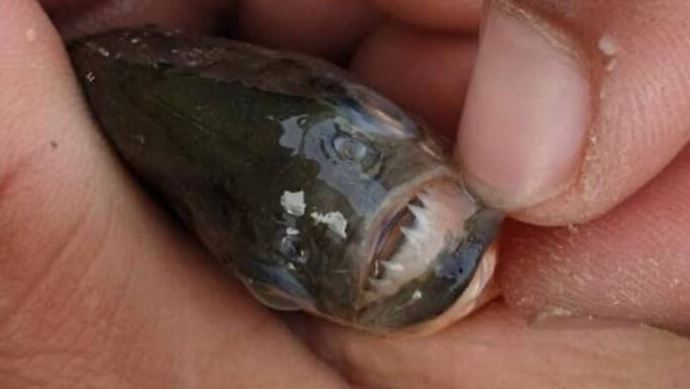 Pește piranha in Crișul Repede