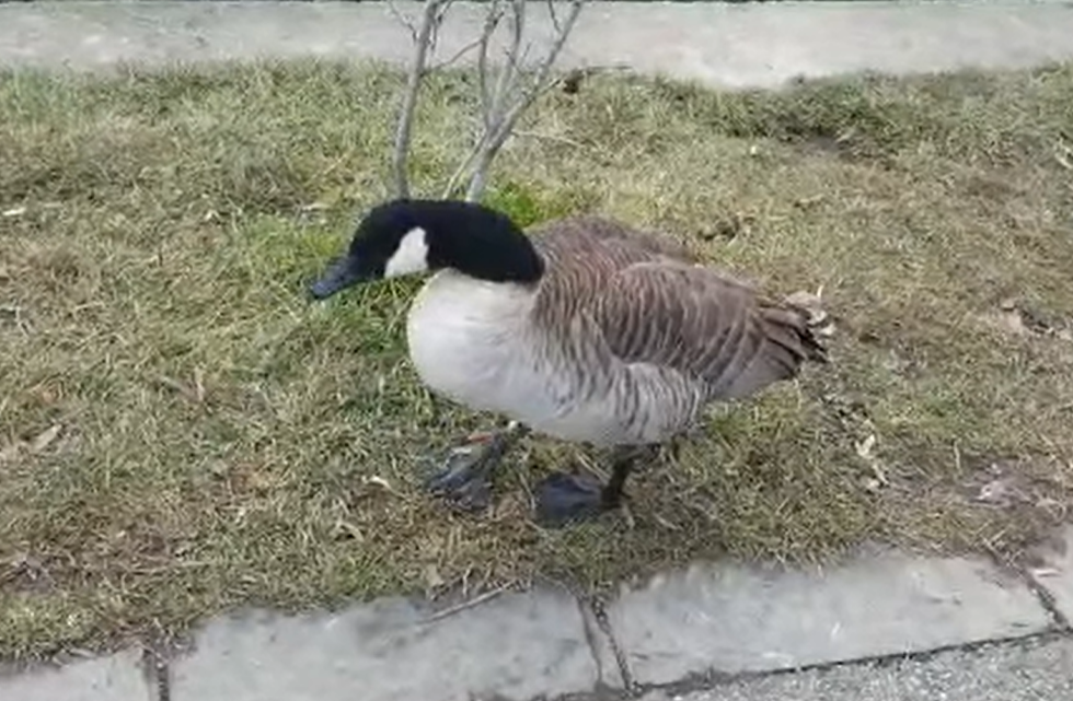 O gâscă canadiană și-a făcut apariția cu mai multe zile pe Lacul Chios/ Foto: captură ecran video Organizația pentru Protecția Mediului și Combaterea Braconajului - OPMCB/Facebook