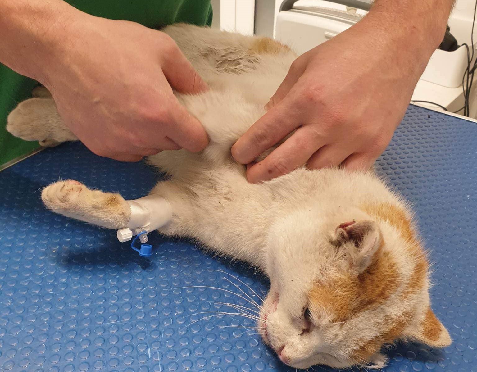 Un motănel are urgentă nevoie de ajutorul nostru după ce a fost lovit de o mașină în Mănăștur/ Foto: Claudiu Olenici - Protecția Animalelor Cluj - Facebook
