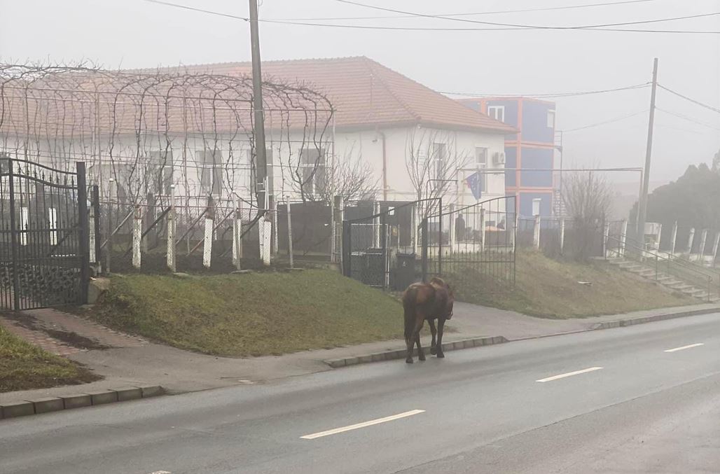 Cal liber pe strada Oașului din Cluj-Napcoa / Foto: Info Trafic jud. Cluj