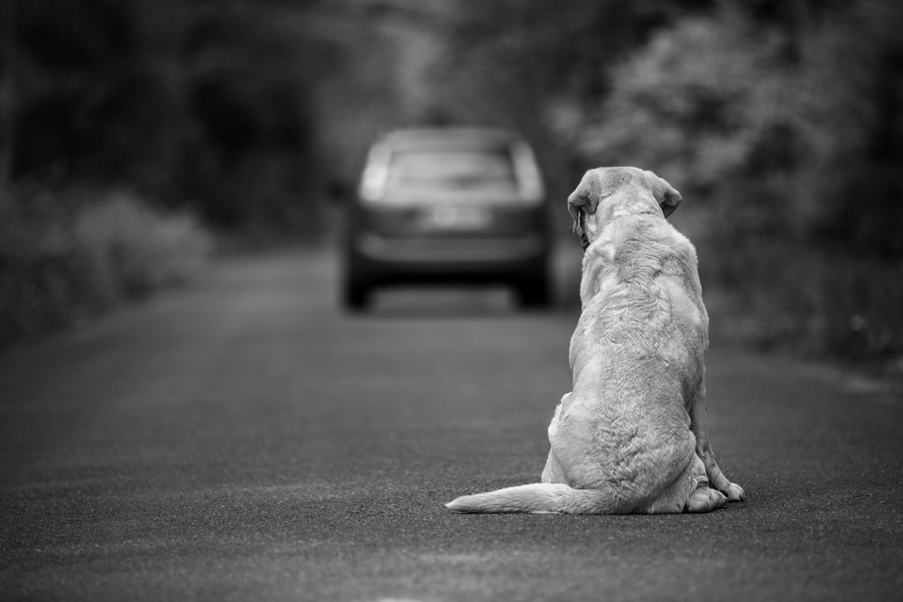 O femeie din Satu Mare s-a ales cu o amendă uriașă după ce și-a abandonat câinele bolnav într-un șanț/ Foto: depositphotos.com