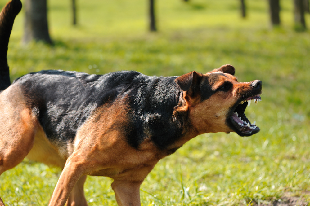 Femeie sfâșiată de câini în timp ce făcea jogging/foto: Depositphotos.com