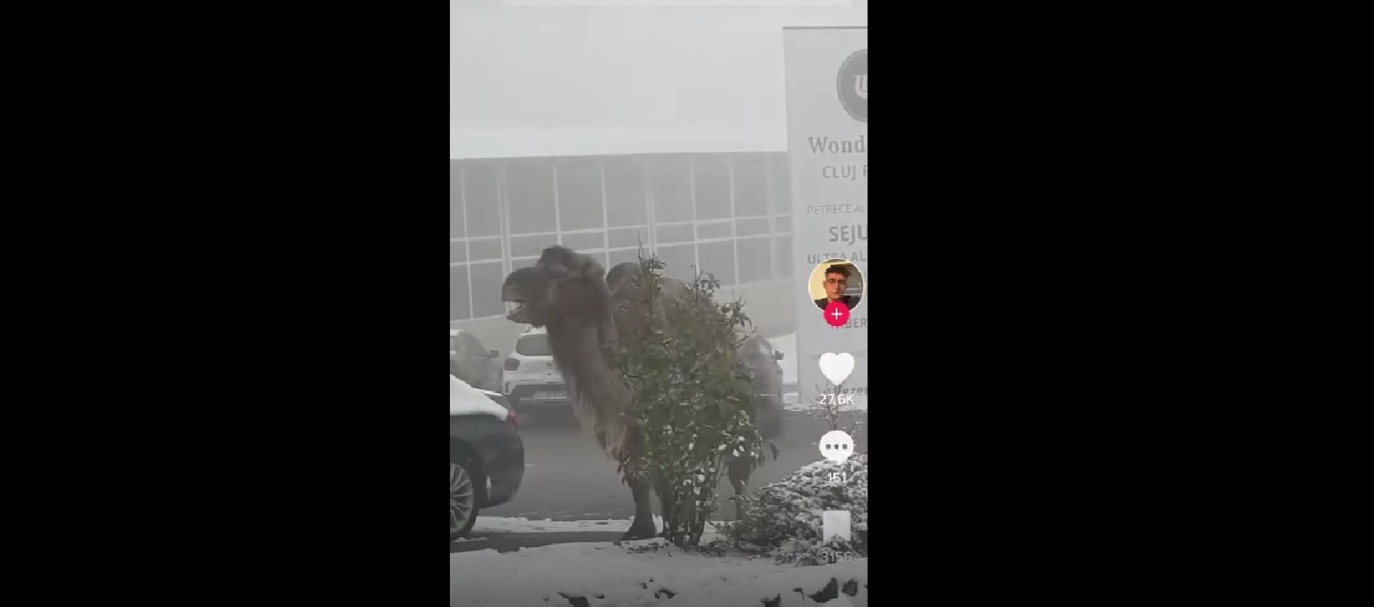 Sursă foto Tik Tok