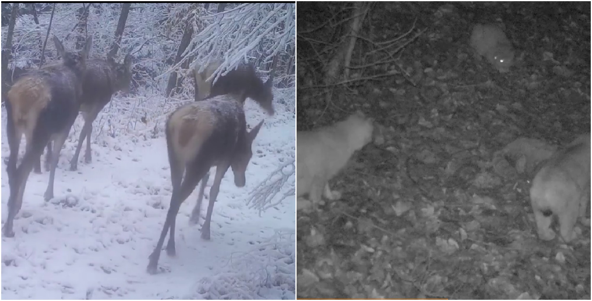 În Parcul Natural Apuseni animalele se simt în largul lor. Camerele de supraveghere au surprins mai mulți cerbi și o femelă de râs împreună cu puii/ Foto: captură ecran video Parcul Natural Apuseni - Facebook