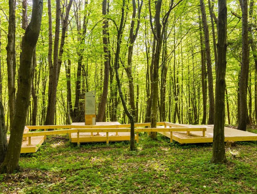 Pădurea-parc Făget/captură foto Emil Boc Facebook.com