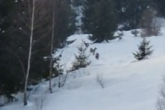 Imagini spectaculoase cu o familie de cerbi au fost surprinse de un cititor Monitorul de Cluj în localitatea Poiana Horea/ Foto: captură ecran video cititor Monitorul de Cluj