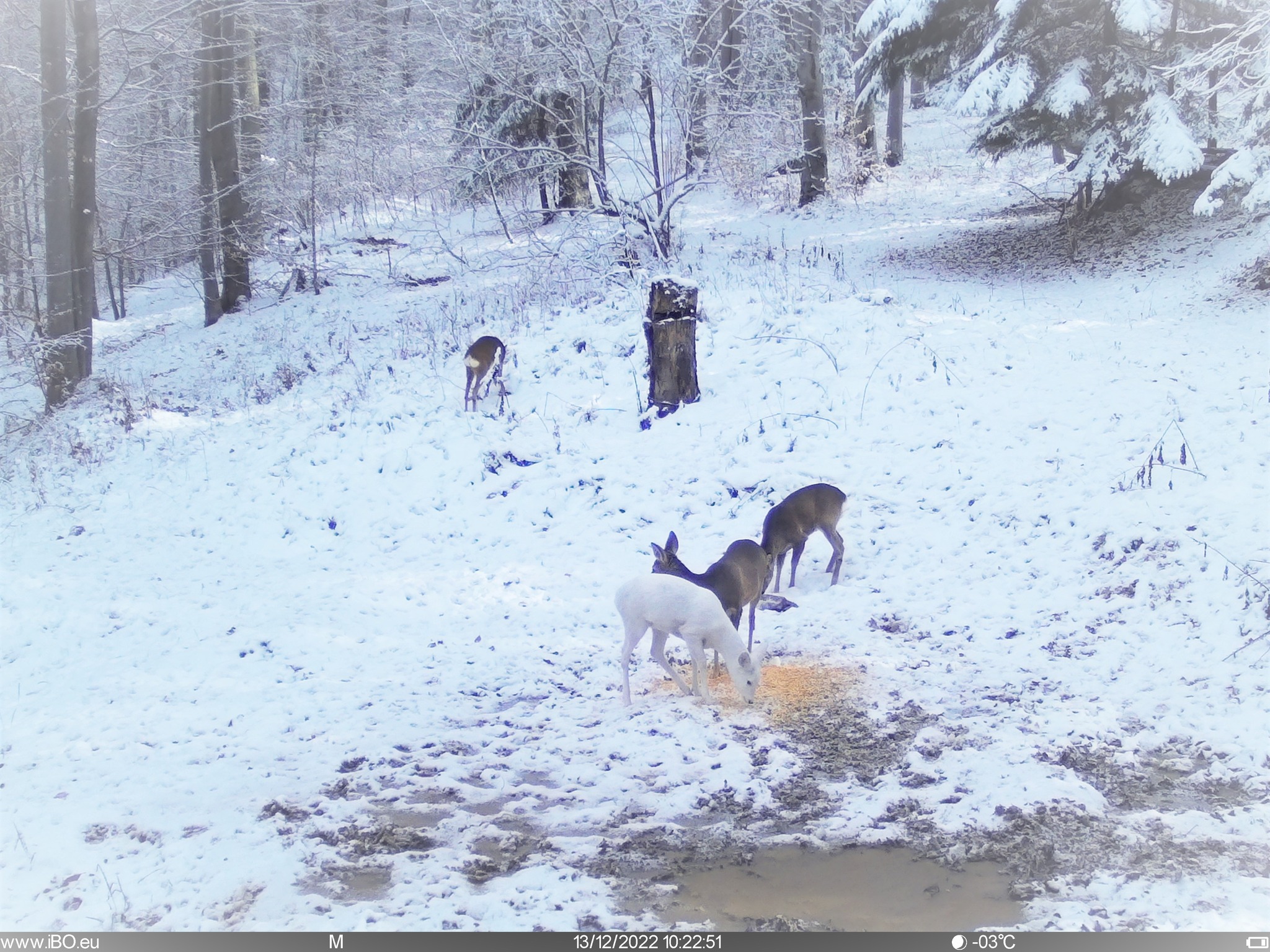 O căprioară albă și-a făcut apariția în Parcul Natural Bucegi. FOTO: Facebook/ Regia Națională a Pădurilor - Romsilva
