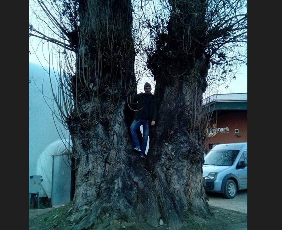 Cel mai gros copac din Cluj-Napoca e un plop negru cu importanță internațională / Foto: arboriremarcabili.ro