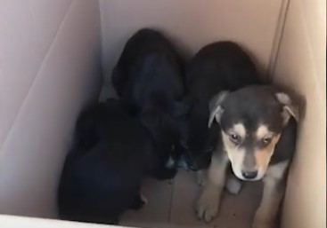 Un pescar a găsit pe malul Someșului un sac în care se aflau șapte cățeluși/ Foto: captură ecran YouTube dejeanul1