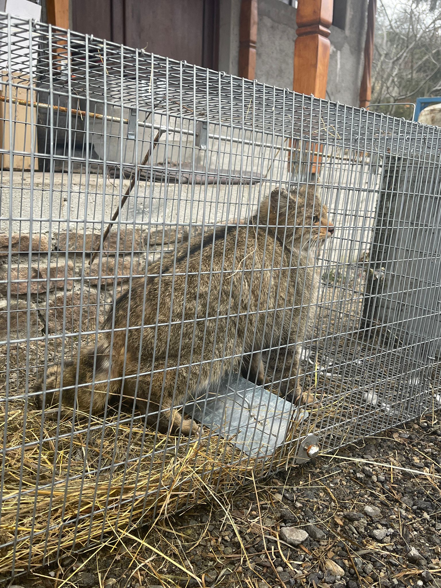 Pisică SĂLBATICĂ