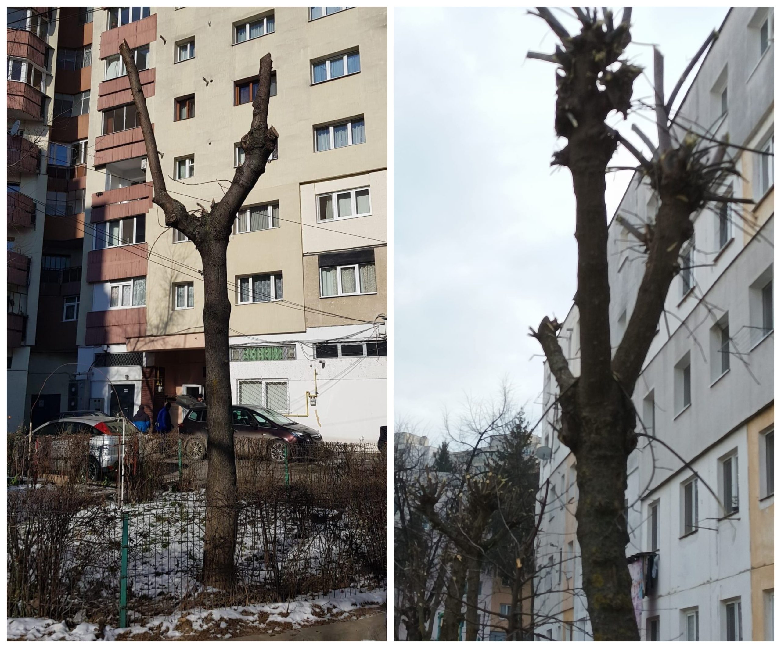Lucrările de toaletare au de multe ori efecte negative atât asupra copacului