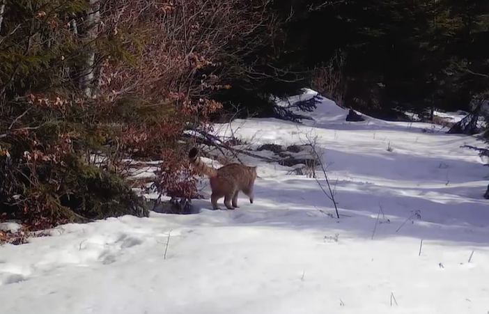 Parcul Natural Apuseni nu oprește să ne surprindă cu fauna diversificată/ Foto: captură video Parcul Natural Apuseni - Facebook