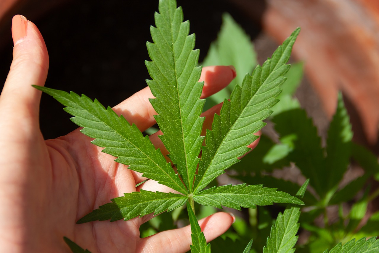 Circa jumătate dintre români ar fi de acord cu legalizarea canabisului în scopuri medicinale. FOTO: Pixabay