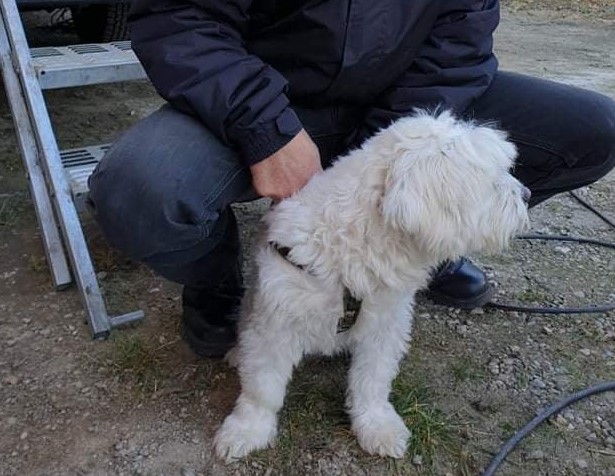 Primarul comunei Florești