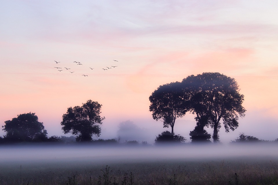 Sursă foto Pixabay