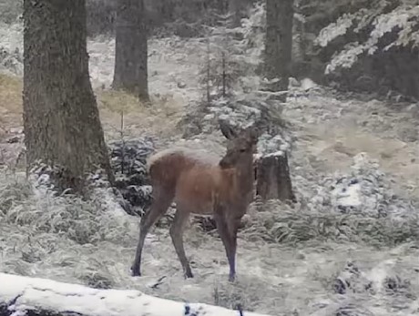 Un cârd de ciute a fost surprinse pe imaginile de luat vederi amplasate în Parcul Natural Apuseni/ Foto: captură ecran video Parcul Natural Apuseni - Facebook