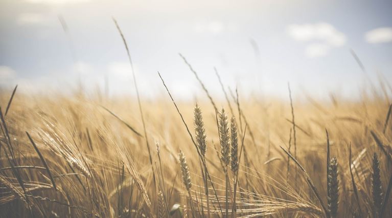 Rolul României în agricultura europeană/Foto: Pixabay.com