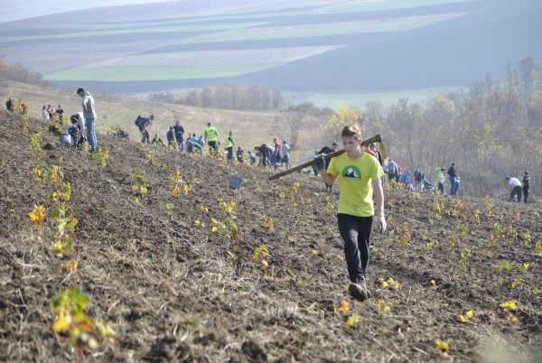 Acțiune de împădurire din 2019