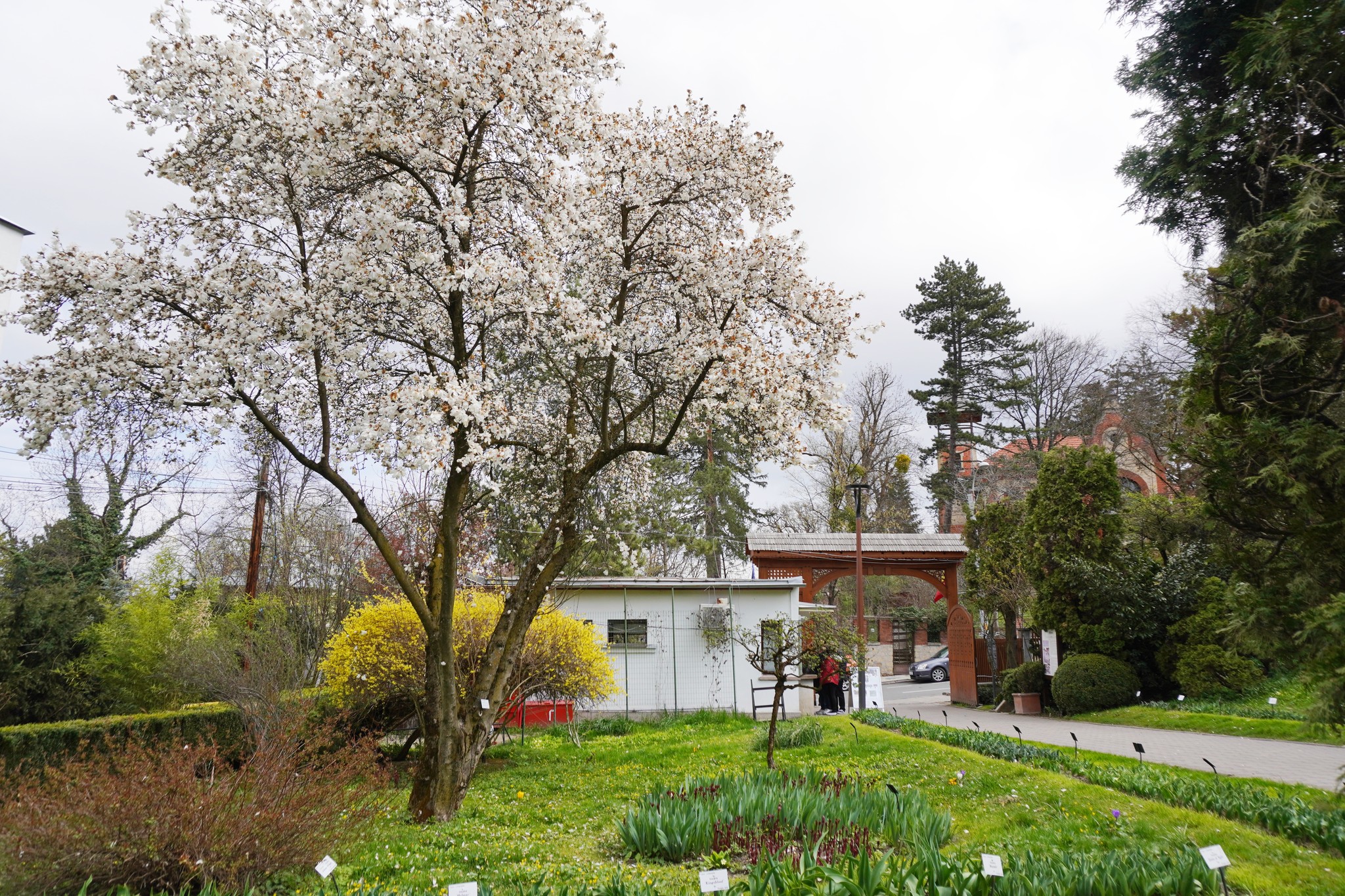 Natura „se dă în spectacol” la Grădina Botanică din Cluj-Napoca. FOTO: Facebook/ Grădina Botanică "Alexandru Borza" Cluj-Napoca Universitatea Babeș-Bolyai