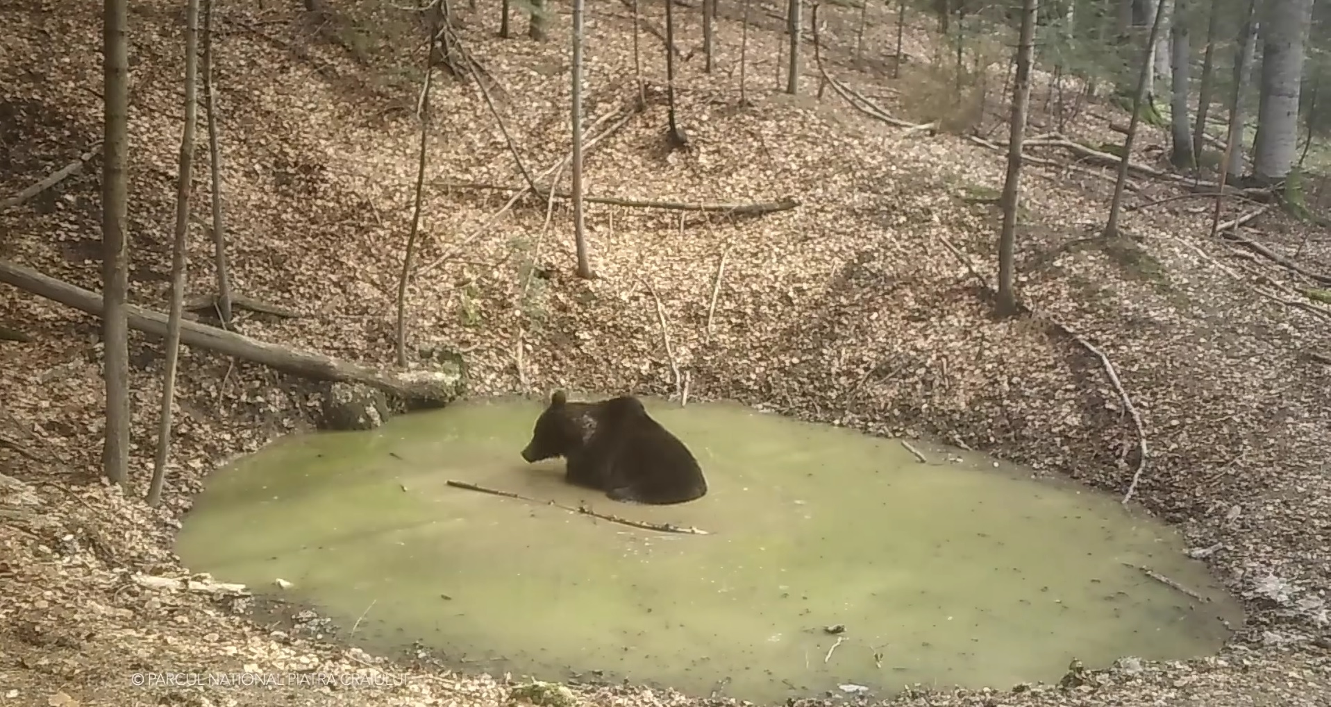 „Aquapark” pentru animalele sălbatice