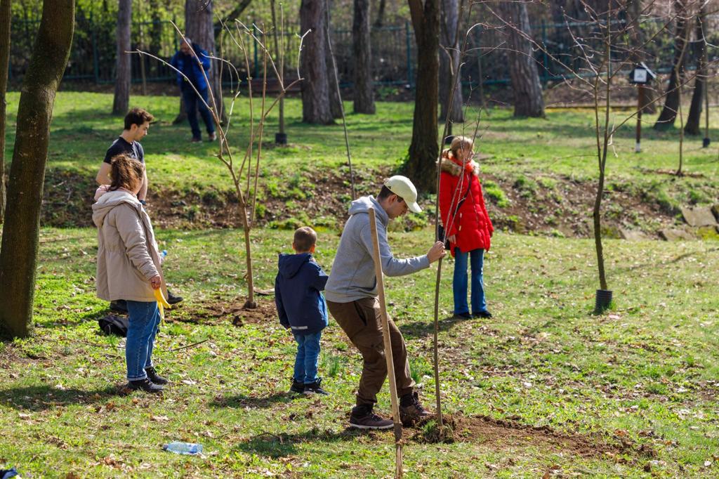 În ultimele luni au fost plantați 2.428 de arbori cu balot în municipiul Cluj-Napoca/ Foto: Emil Boc - Facebook