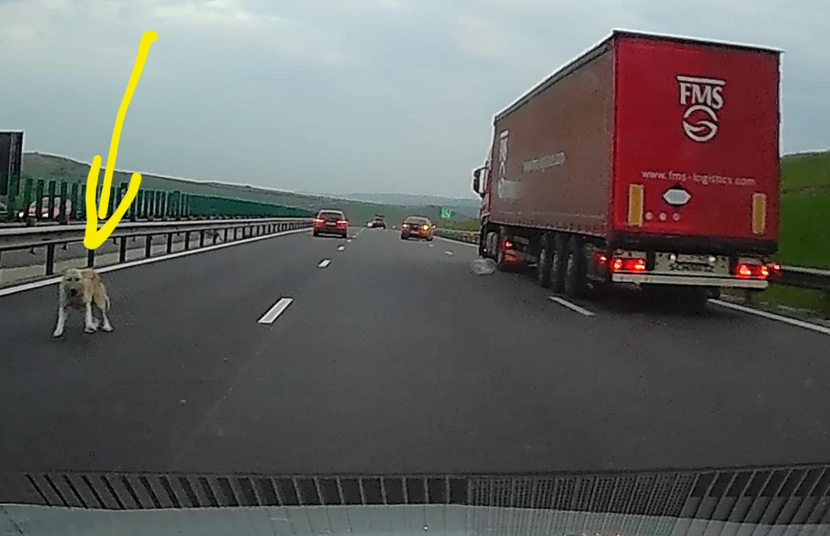 Câine pe A10