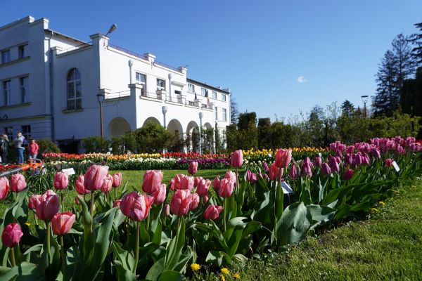Lalele înflorite/ Foto: Grădina Botanică