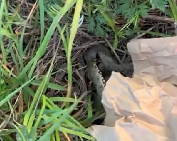 Șarpe prins în Cluj-Napoca și eliberat într-o zonă nelocuită / Foto: Transylvania Wildlife Rescue