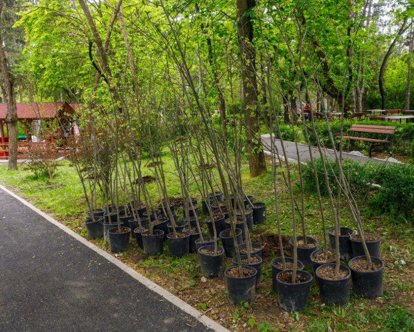 Noi arbori au fost plantați de copii și tineri în Parcul Detunata/Foto: Emil Boc Facebook.com