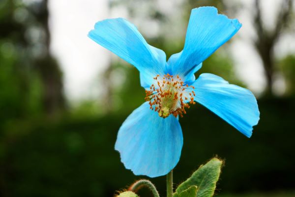 Macul albastru a înflorit la Grădina Botanică din Cluj-Napoca/ Foto: Grădina Botanică