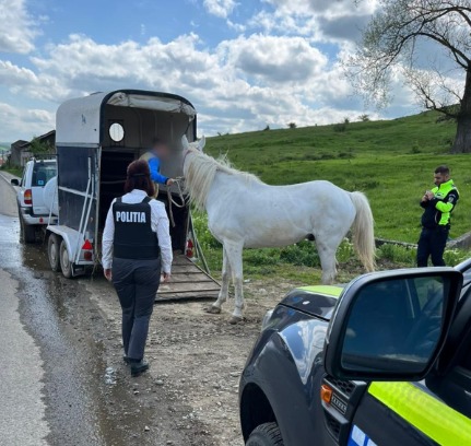 Un cal abandonat în mijlocul drumului