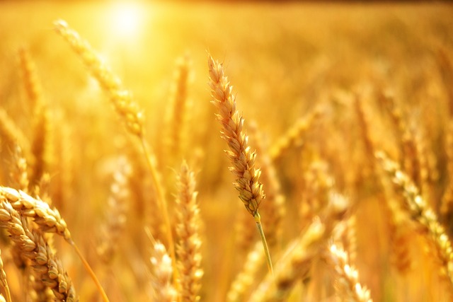Optimizarea tranzitului cerealelor care sosesc din Ucraina a fost subiectul discuţiilor în cadrul întâlnirii /FOTO: pixabay.com