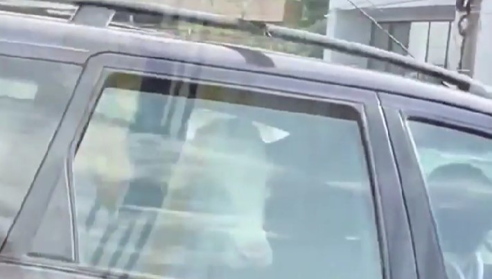 Imagini hilare cu o vacă pe bancheta din spate a unei maşini au fost surprinse pe o stradă din Dej
