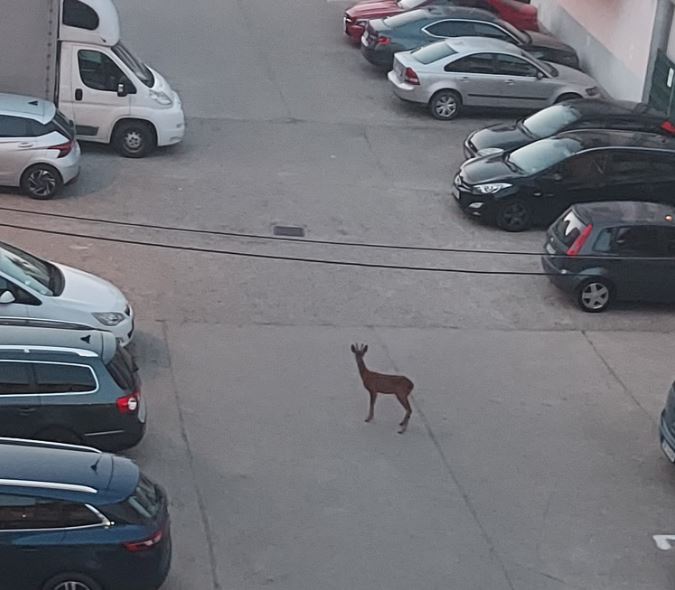 Căprioară între blocuri