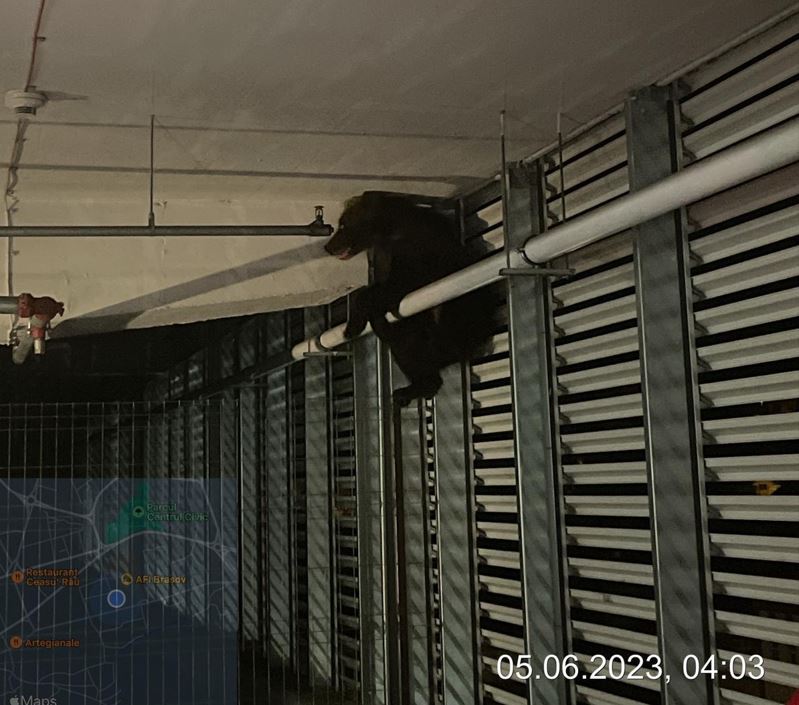 Urs eutanasiat după ce s-a rănit grav  în parcarea unui mall / Foto: Primăria Brașov - Facebook