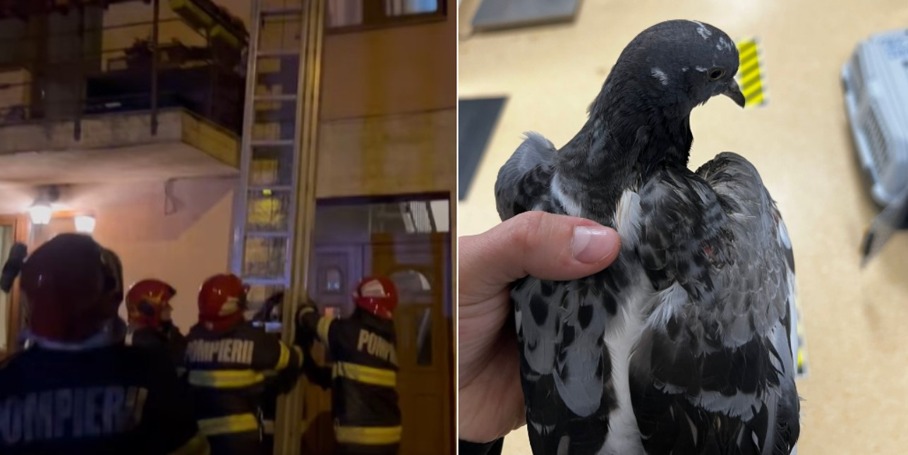 Caz de cruzime împotriva animalelor în Gheorgheni / Foto: OPMCB - Facebook