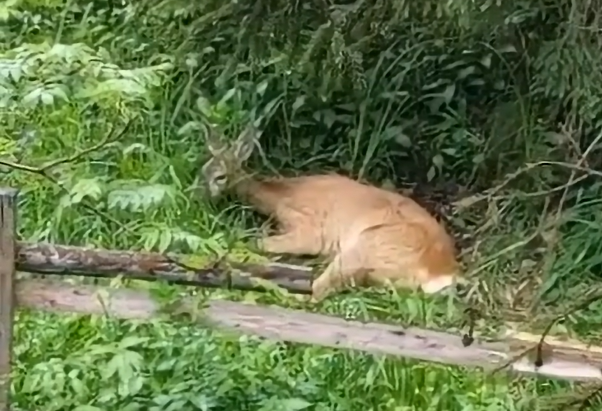 Căprioara bolnavă/ Foto: captură ecran video Transylvania Wildlife Rescue - Facebook