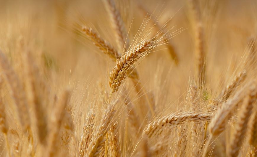 Hectare de grâu cuprinse de flăcări din cauza unei țigări purtate de vânt/Foto: pixabay.com