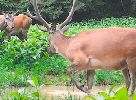 Cerbi la scăldat în Parcul Natural Apuseni/ Foto: captură ecran video Parcul Natural Apuseni - Facebook