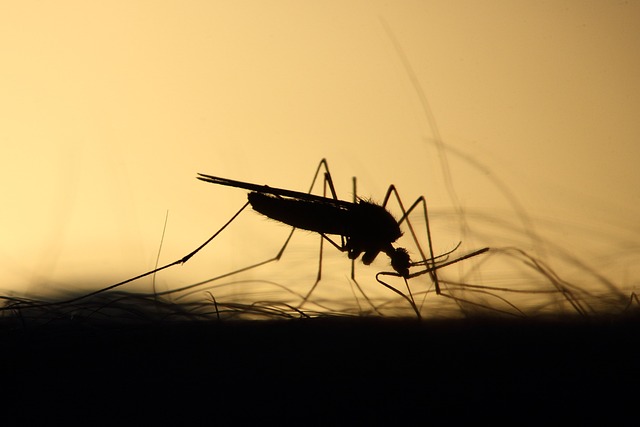 Țânțar/ Foto: pixabay.com