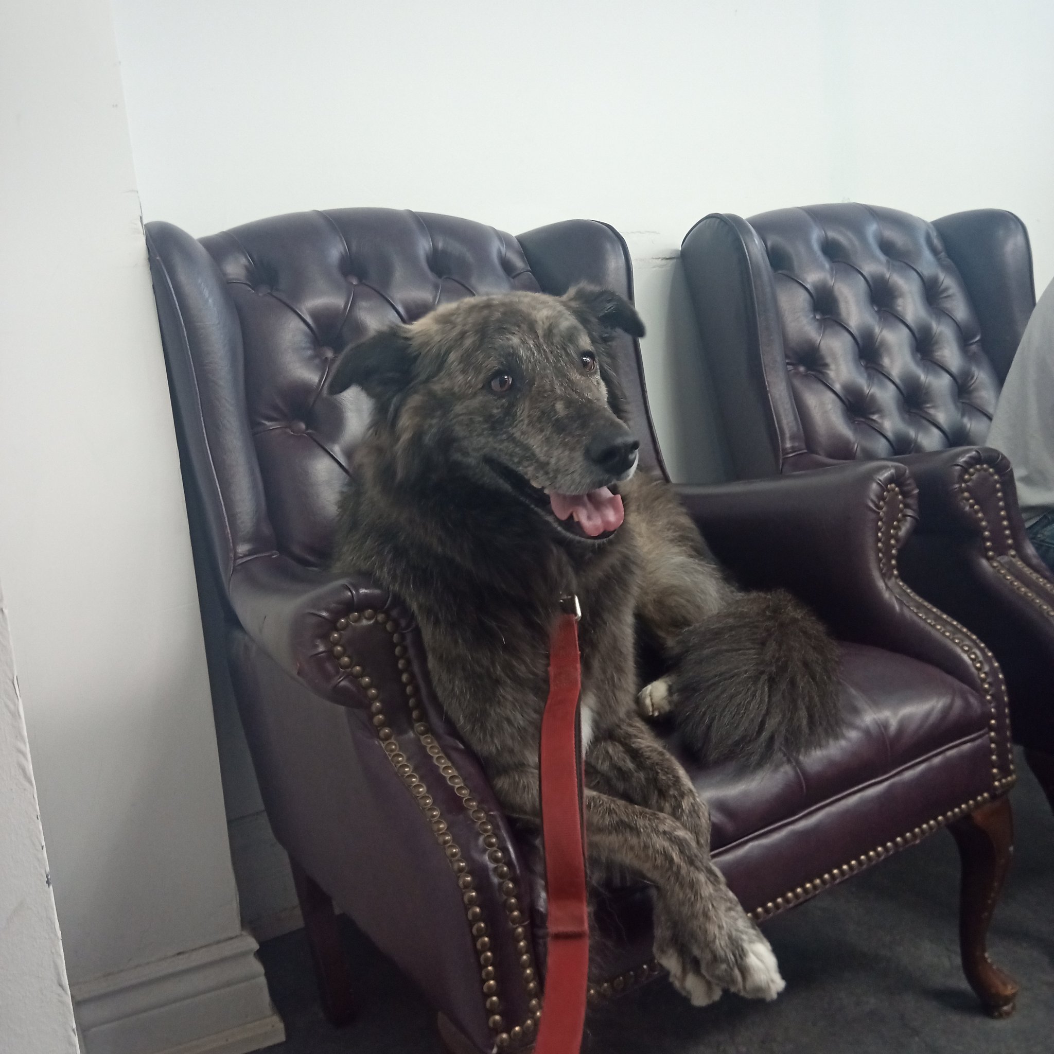 Cățelul Molly candidează la Primăria Toronto / Foto: Toby Heaps - Twitter