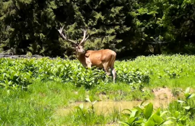 Cerb surprins într-un moment de relaxare în Parcul Natural Apuseni/Foto: Ghiță Floca