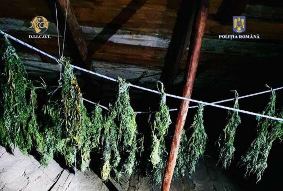 Cultură de cannabis/ Foto: arhivă IPJ Neamț