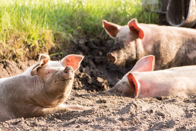 Porci în aer liber/ Foto: pixabay.com