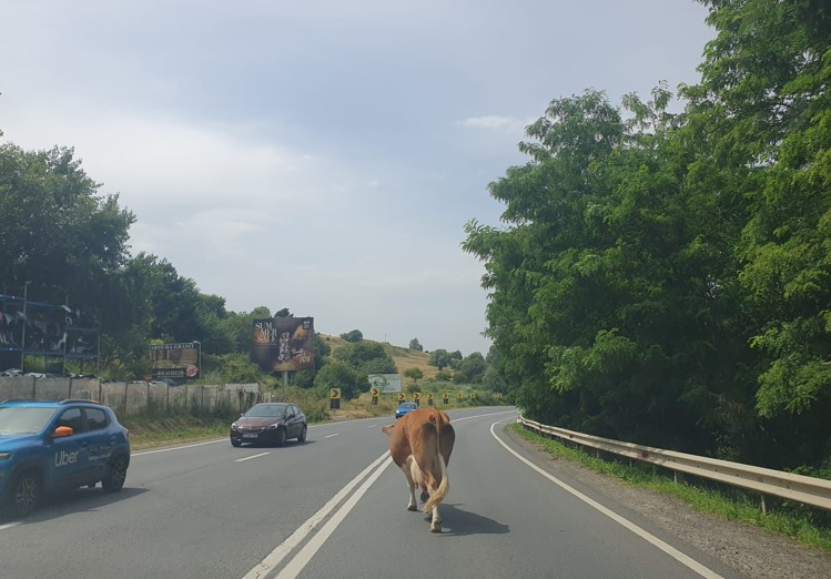 Vacă printre mașini