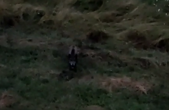 Mistreț surprins în Cluj-Napoca/ Foto: captură ecran video